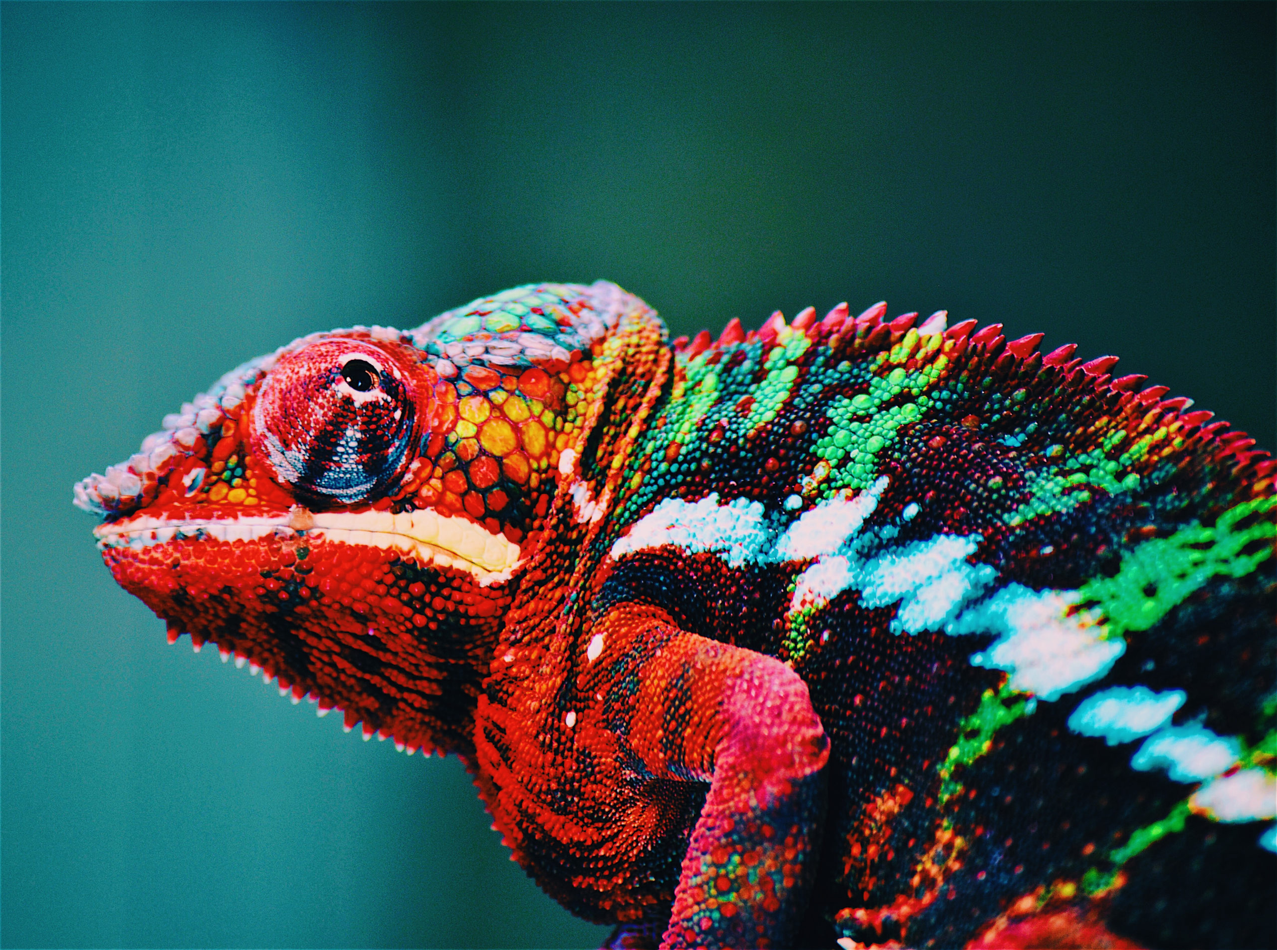 Red Chameleon By George Labada from Pexels